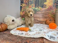 Wilder, a male Poodle - Miniature  for sale in Lebanon, MO – 7 of 7