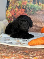Wells, a male Poodle - Miniature  for sale in Lebanon, MO – 5 of 5