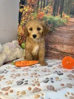 Woods, a male Poodle - Miniature  for sale in Lebanon, MO – 4 of 4