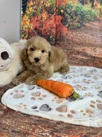 Wilder, a male Poodle - Miniature  for sale in Lebanon, MO – 5 of 7