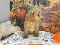 Wilder, a male Poodle - Miniature  for sale in Lebanon, MO – 3 of 7