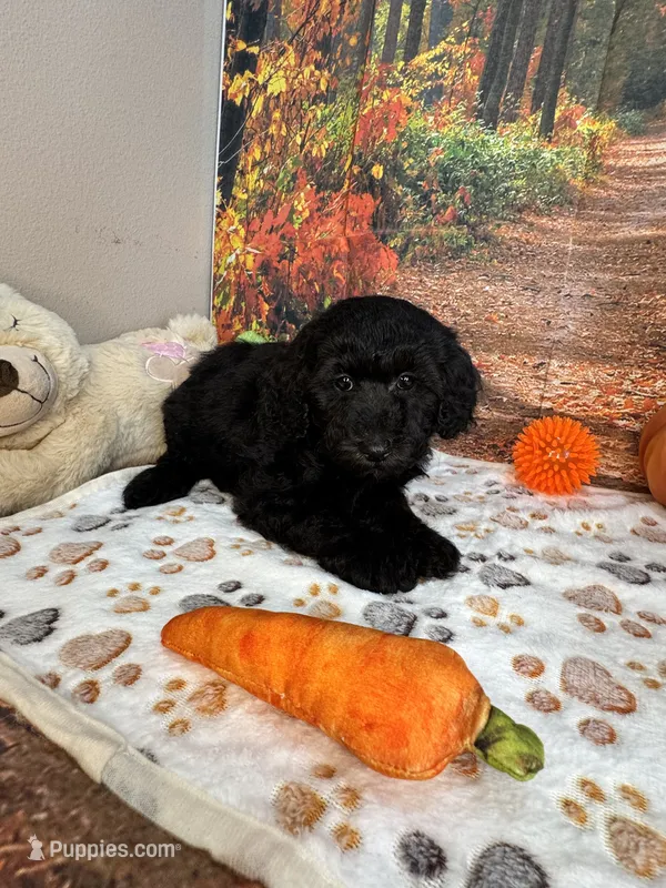 Wells – Poodle - Miniature  puppy for sale in Lebanon, MO