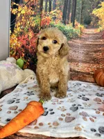 Wilder, a male Poodle - Miniature  for sale in Lebanon, MO – 1 of 7