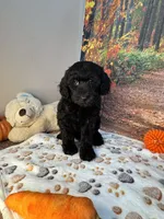 Wells, a male Poodle - Miniature  for sale in Lebanon, MO – 3 of 5