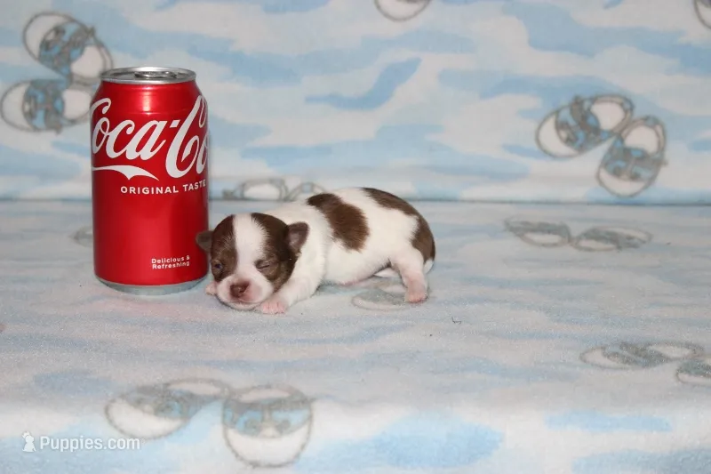 N-4 – Chihuahua puppy for sale in Sabillasville, MD