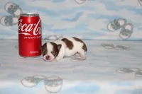 N-4, a female Chihuahua for sale in Sabillasville, MD – 1 of 5