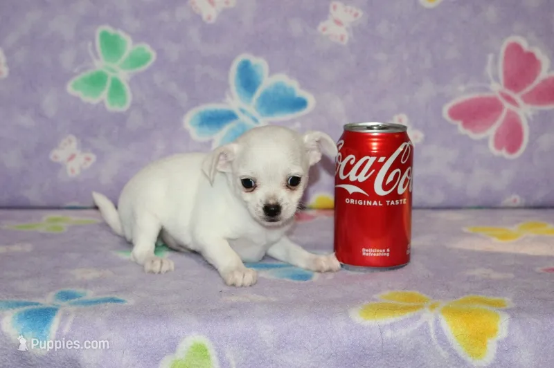 B-2 – Chihuahua puppy for sale in Sabillasville, MD