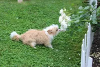 B-2, a male Chipoo for sale in Sabillasville, MD – 4 of 5