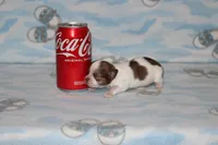 N-4, a female Chihuahua for sale in Sabillasville, MD – 4 of 5
