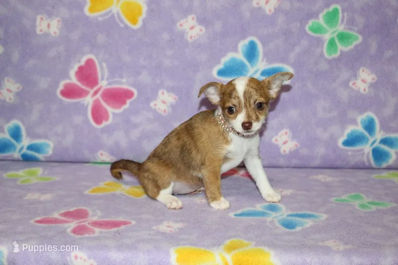 S-4 – Chipoo puppy for sale in Sabillasville, MD
