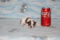 N-4, a female Chihuahua for sale in Sabillasville, MD – 3 of 5