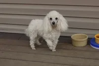 E-3, a female Poodle - Toy  for sale in Sabillasville, MD – 4 of 5