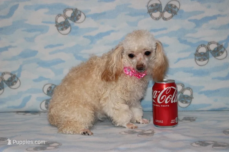 Peaches – Poodle - Toy  puppy for sale in Sabillasville, MD