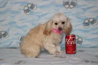 Peaches, a female Poodle - Toy  for sale in Sabillasville, MD – 1 of 6