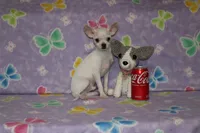 Toby, a male Chihuahua for sale in Sabillasville, MD – 2 of 9