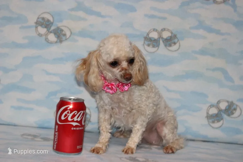 Peaches – Poodle - Toy  puppy for sale in Sabillasville, MD