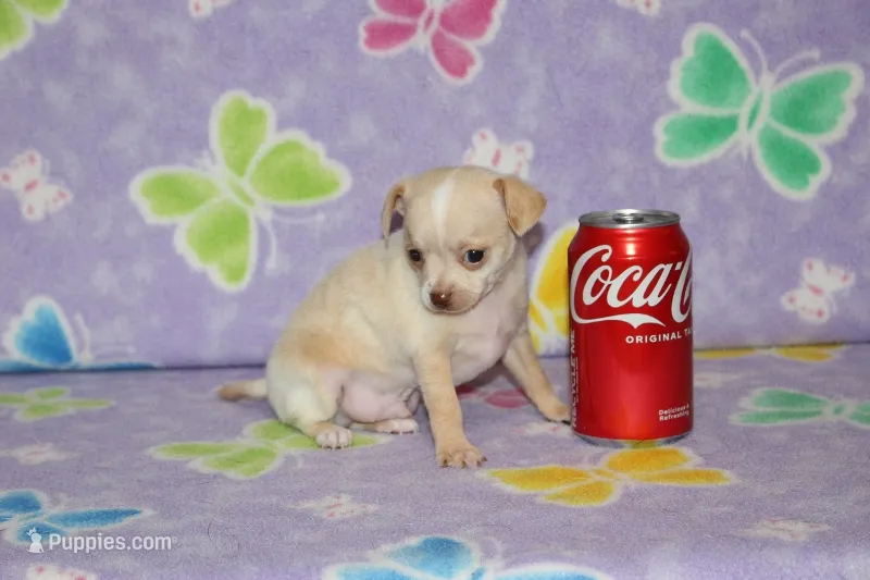 B-1 – Chihuahua puppy for sale in Sabillasville, MD