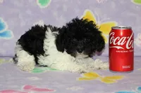Tiny Dottie, a female Poodle - Toy  for sale in Sabillasville, MD – 4 of 7