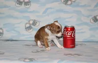 S-4, a female Chipoo for sale in Sabillasville, MD – 2 of 5