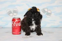 R-3, a female Poodle - Toy  for sale in Sabillasville, MD – Photo 6 of 8