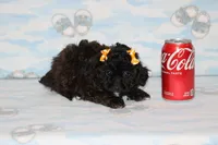 R-3, a female Poodle - Toy  for sale in Sabillasville, MD – Photo 2 of 8