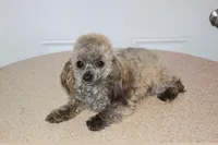 R-3, a female Poodle - Toy  for sale in Sabillasville, MD – Photo 8 of 8