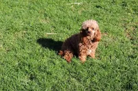 R-3, a female Poodle - Toy  for sale in Sabillasville, MD – Photo 7 of 8