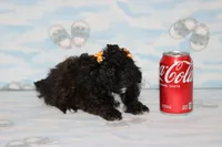 R-3, a female Poodle - Toy  for sale in Sabillasville, MD – Photo 4 of 8