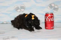 R-3, a female Poodle - Toy  for sale in Sabillasville, MD – Photo 3 of 8