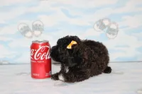 R-3, a female Poodle - Toy  for sale in Sabillasville, MD – Photo 5 of 8