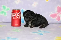 Teddy Bear, a male Chipoo for sale in Sabillasville, MD – 2 of 3
