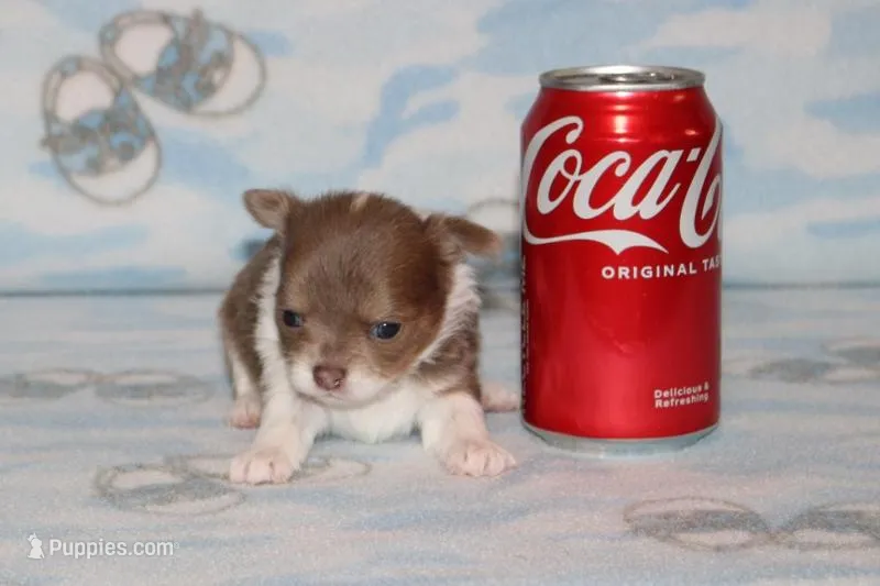 S-1 – Chipoo puppy for sale in Sabillasville, MD