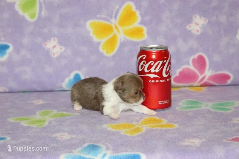 S-1 – Chipoo puppy for sale in Sabillasville, MD