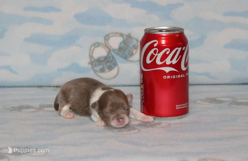 S-1 – Chipoo puppy for sale in Sabillasville, MD