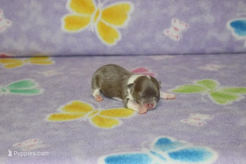 S-1 – Chipoo puppy for sale in Sabillasville, MD