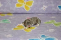 S-1, a female Chipoo for sale in Sabillasville, MD – Photo 2 of 3