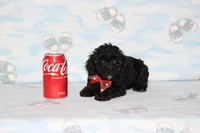 Shadow, a male Poodle - Toy  for sale in Sabillasville, MD – 2 of 8