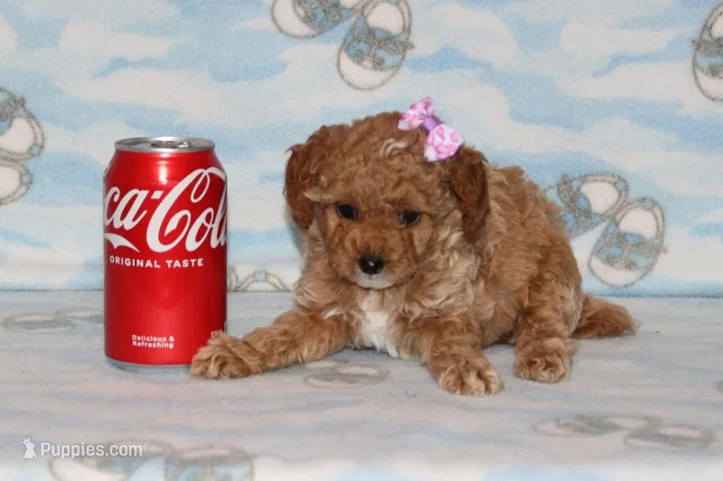Peaches – Poodle - Toy  puppy for sale in Sabillasville, MD