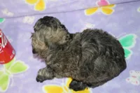 Rusty, a male Poodle - Toy  for sale in Sabillasville, MD – 4 of 8
