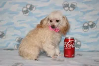 Peaches, a female Poodle - Toy  for sale in Sabillasville, MD – 2 of 6