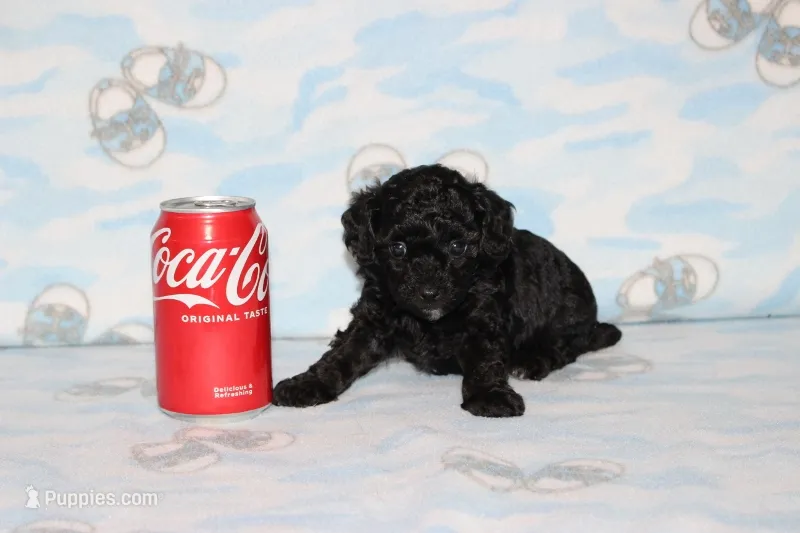 Shadow – Poodle - Toy  puppy for sale in Sabillasville, MD
