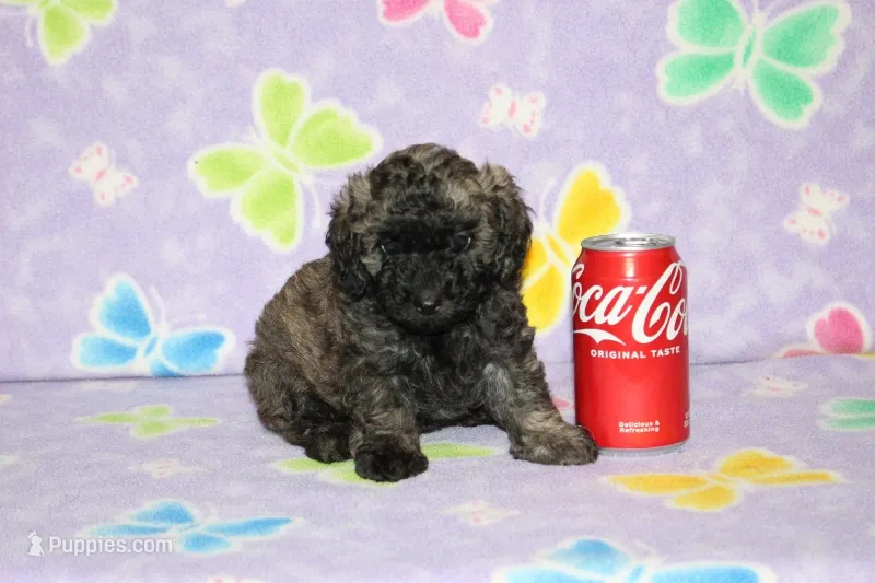 Rusty – Poodle - Toy  puppy for sale in Sabillasville, MD