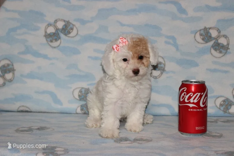 Apricot Blossom – Poodle - Toy  puppy for sale in Sabillasville, MD
