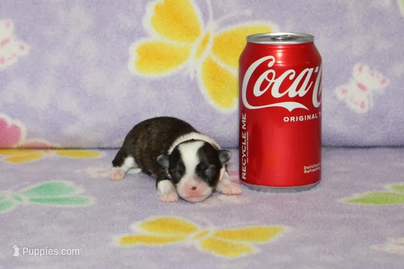 Sophie – Chihuahua, Poodle - Toy  puppy for sale in Sabillasville, MD