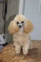 Sweet Pea, a female Poodle - Toy  for sale in Sabillasville, MD – 7 of 10