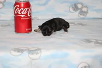 itzy, a female Chihuahua for sale in Sabillasville, MD – 6 of 6