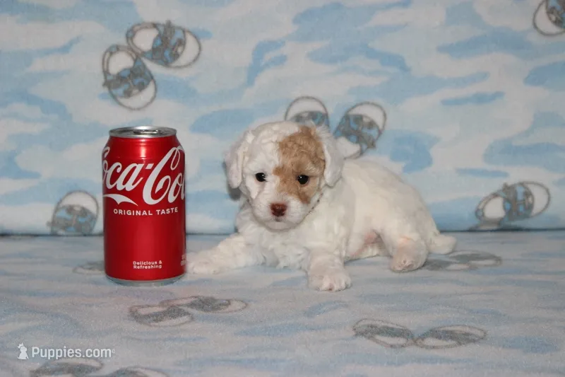 Apricot Blossom – Poodle - Toy  puppy for sale in Sabillasville, MD