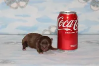 A-1, a male Chihuahua for sale in Sabillasville, MD – Photo 1 of 3