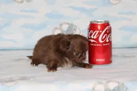 A-1 T-cup, a male Chihuahua for sale in Sabillasville, MD – Photo 2 of 4