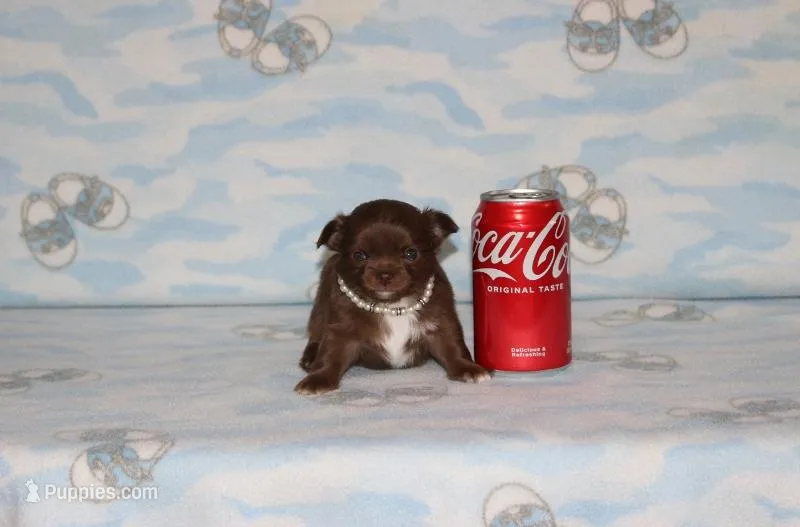 A-1 – Chihuahua puppy for sale in Sabillasville, MD
